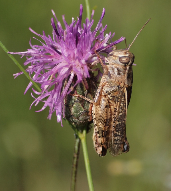 Orthoptera Acrididae da ID.